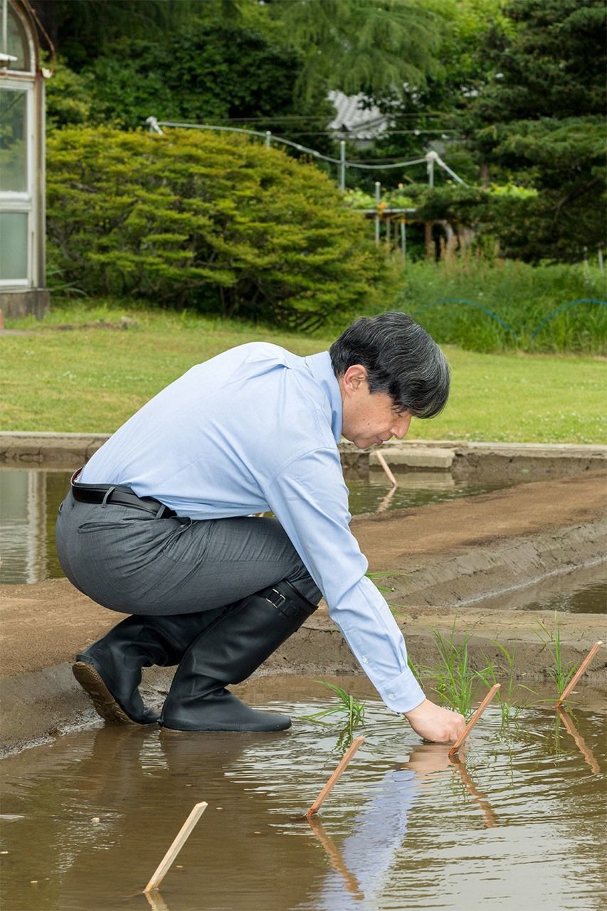 El Emperador Naruhito plantando arroz en mayo de 2019. 