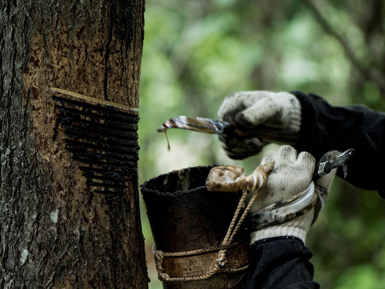 Reunir la savia de los troncos de los árboles es una parte de la producción y el refinado de la laca japonesa urushi. (© Jiji; Asociación Japonesa para la Preservación del Urushikaki)