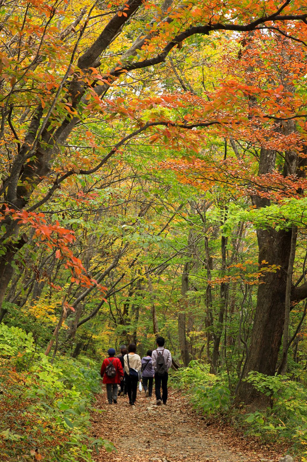 Nasu Heisei no Mori, abierto en 2011, es un bosque natural de hayas japonesas. (Imagen de la Asociación de la Industria Turística de la Prefectura de Tochigi) 