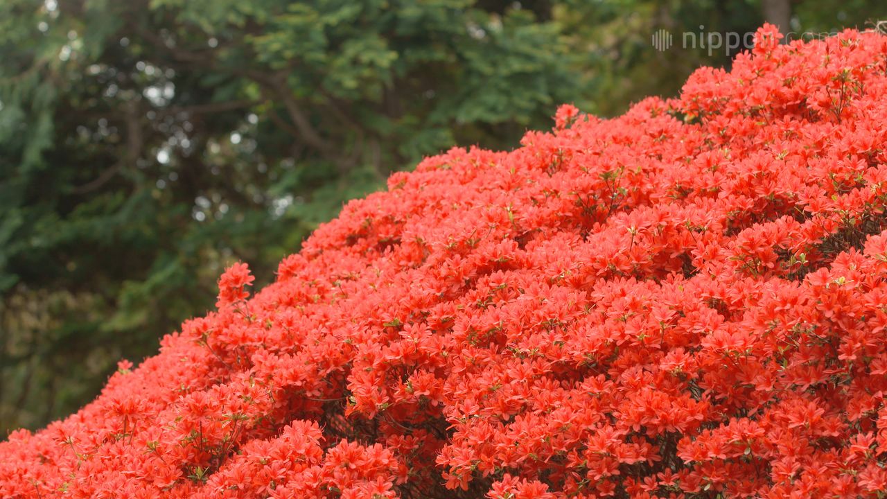 Vídeo) El intenso rojo de las azaleas de la península de Noto 