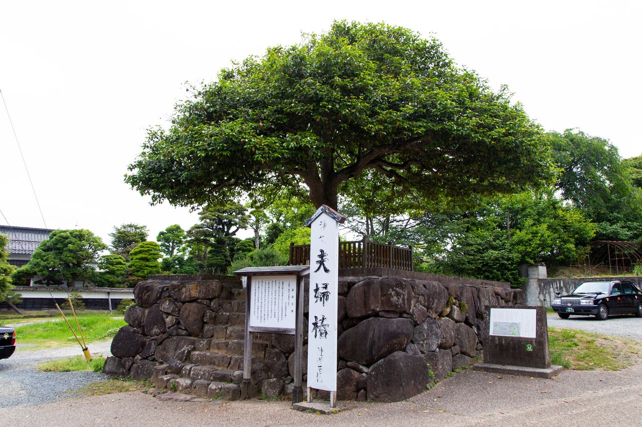 Árboles de camelia matrimonio sobre un muro de piedra situado frente al torii del santuario. Se los conoce también como Renri no tamatsubaki (árboles de camelia del amor eterno).