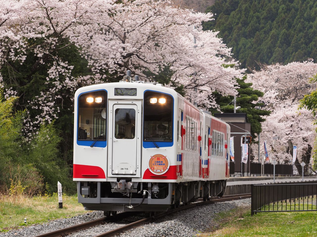 Cerezos en flor en la estación de Kirikiri (imagen cortesía del Ferrocarril de Sanriku). 