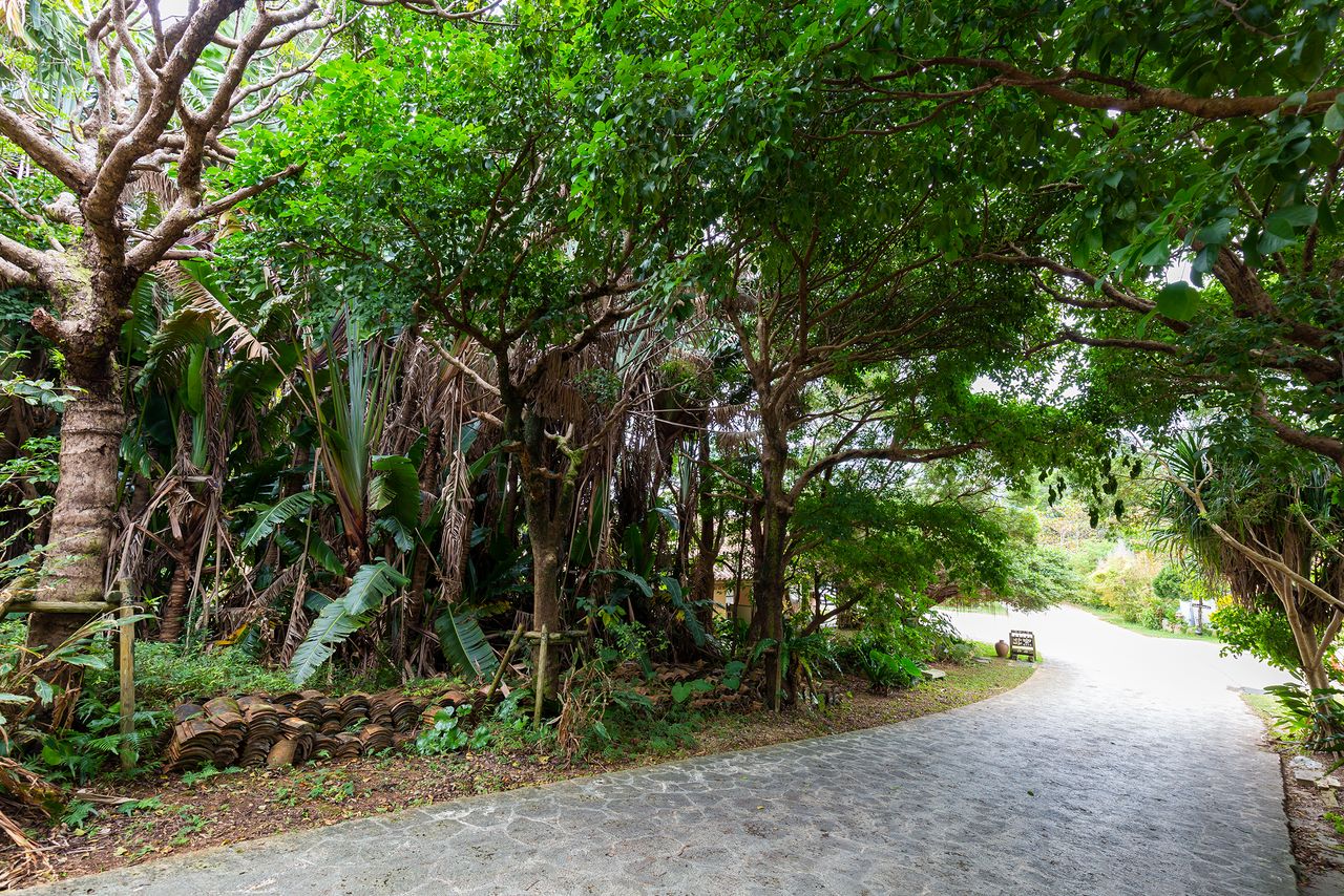 Una vereda dentro de la villa. En Yomitan, la fabricación de cerámica prosperó en el siglo XVII, por lo que, con el nacimiento de la Villa de Yachimun, recobró su fama de zona productora de cerámica.