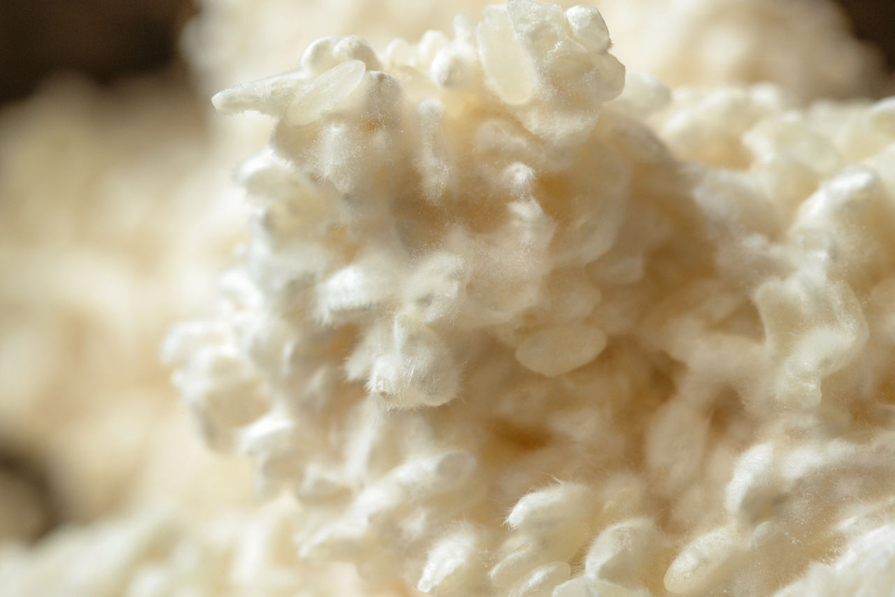 Kōji elaborado a partir del moho que se reproduce en el arroz cocido al vapor. Si miramos la fotografía atentamente, veremos que la superficie del arroz está cubierta de unas hifas blancas de textura esponjosa. 