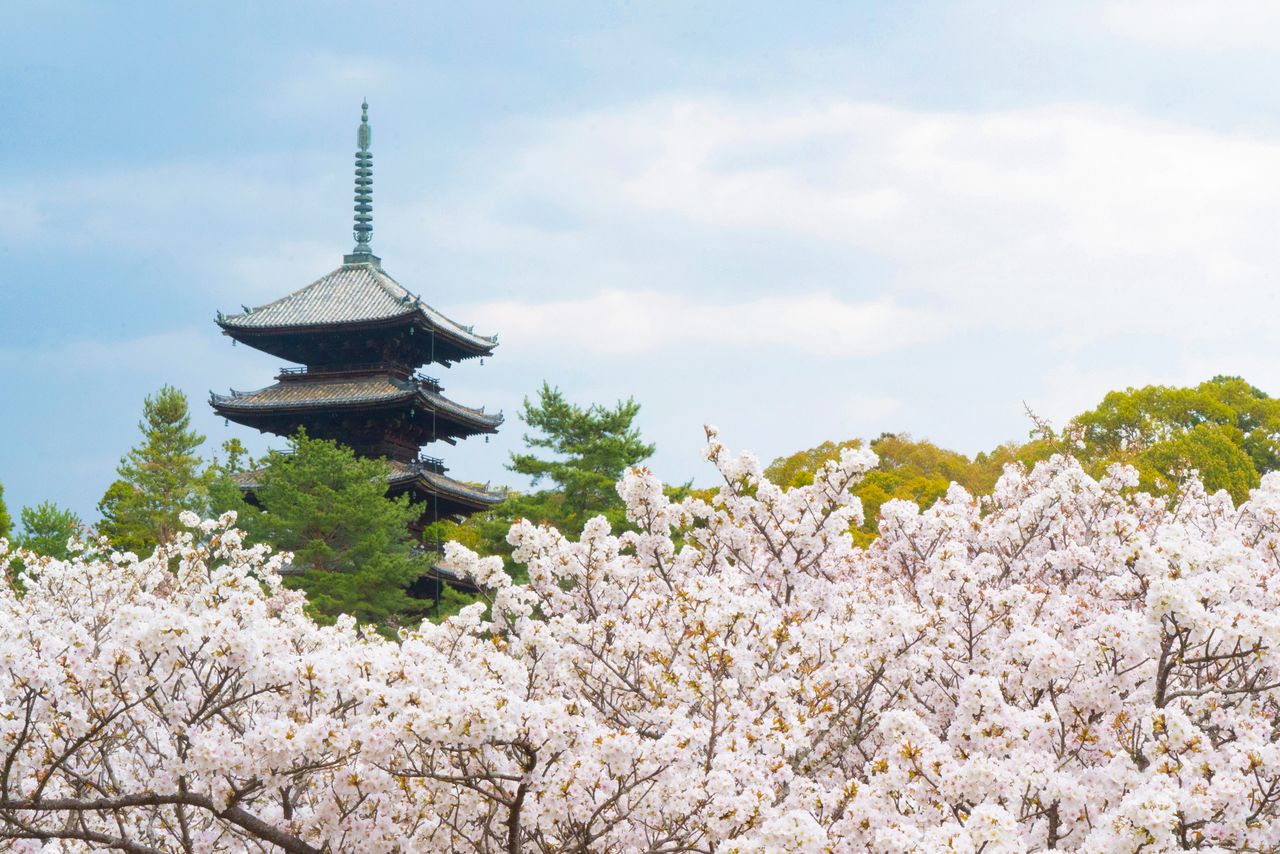 Los cerezos Omuro cierran la temporada de la floración de los cerezos en Kioto. Sus flores rosadas crean un contraste hermoso con la pagoda del templo, designada como patrimonio cultural.