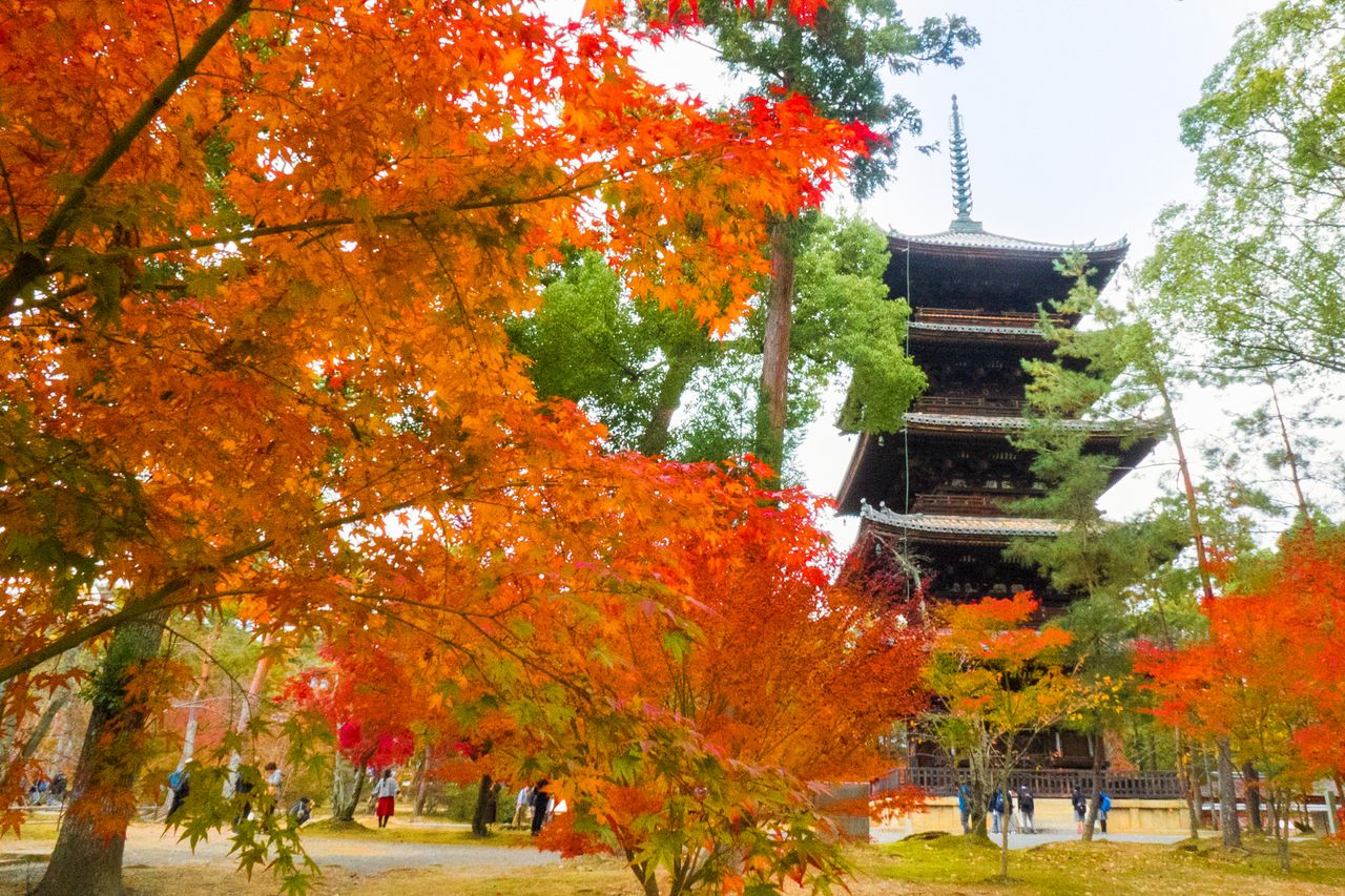 El Ninna-ji también ofrece vistas espectaculares en otoño, durante el cambio de hoja.