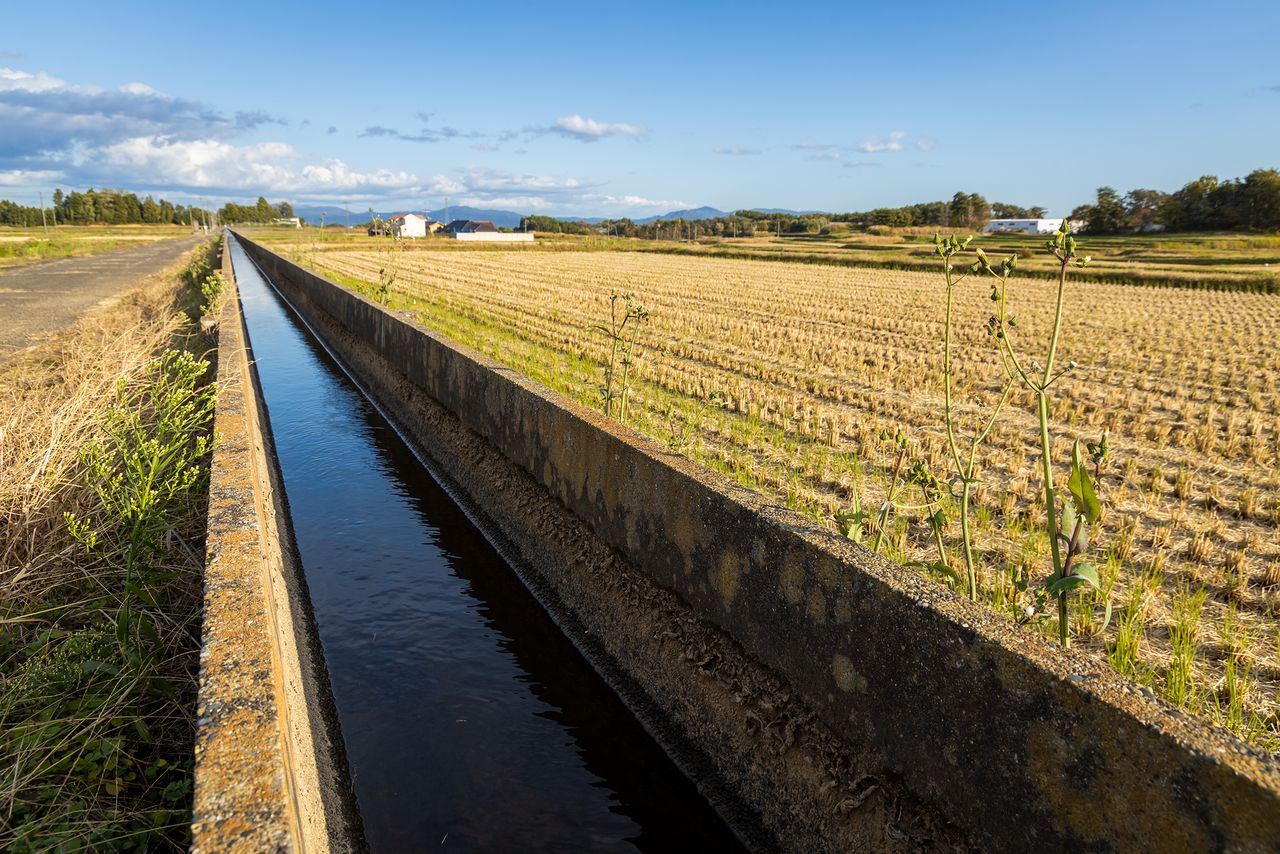 El canal Asaka atravesando los campos de la localidad de Mihota.