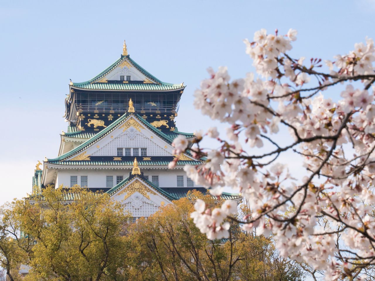 Un cerezo del jardín Nishinomaru y el torreón al fondo.