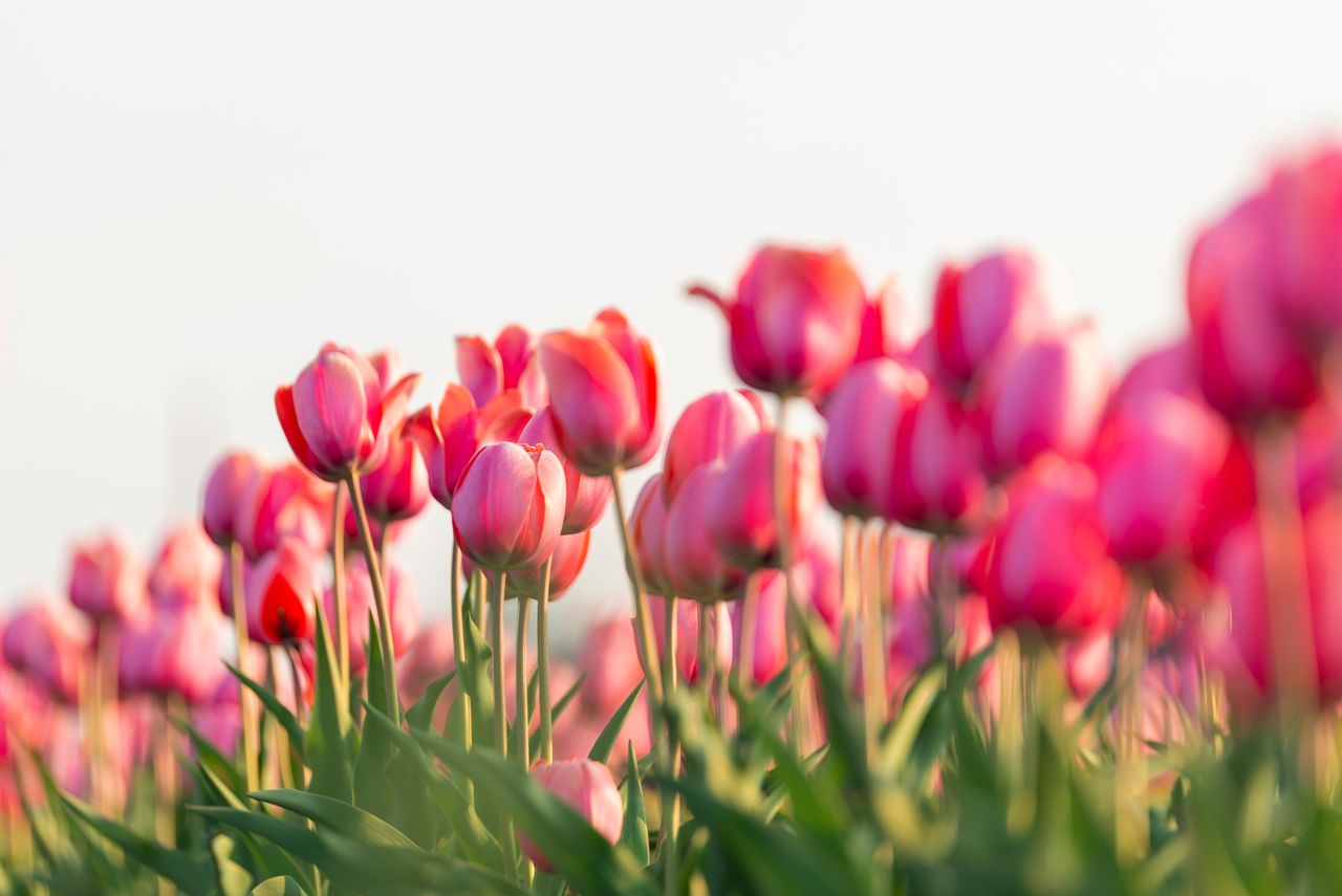 El tulipán es la flor oficial de Yūbetsuchō.