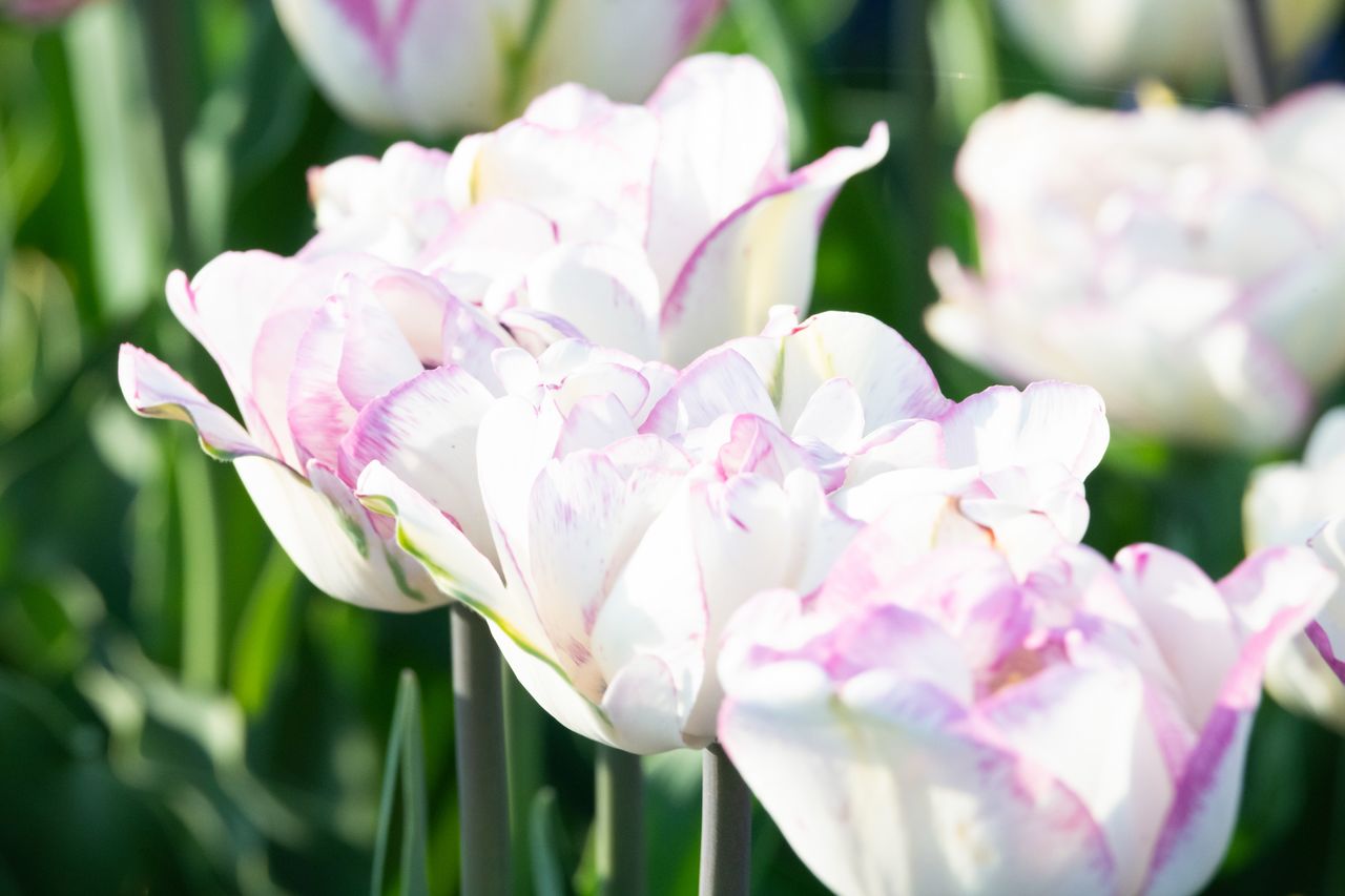 Unos suntuosos tulipanes de pétalos dobles.