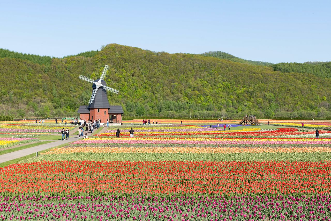 Los tulipanes alcanzan su plena floración alrededor del 20 de mayo en un año típico.