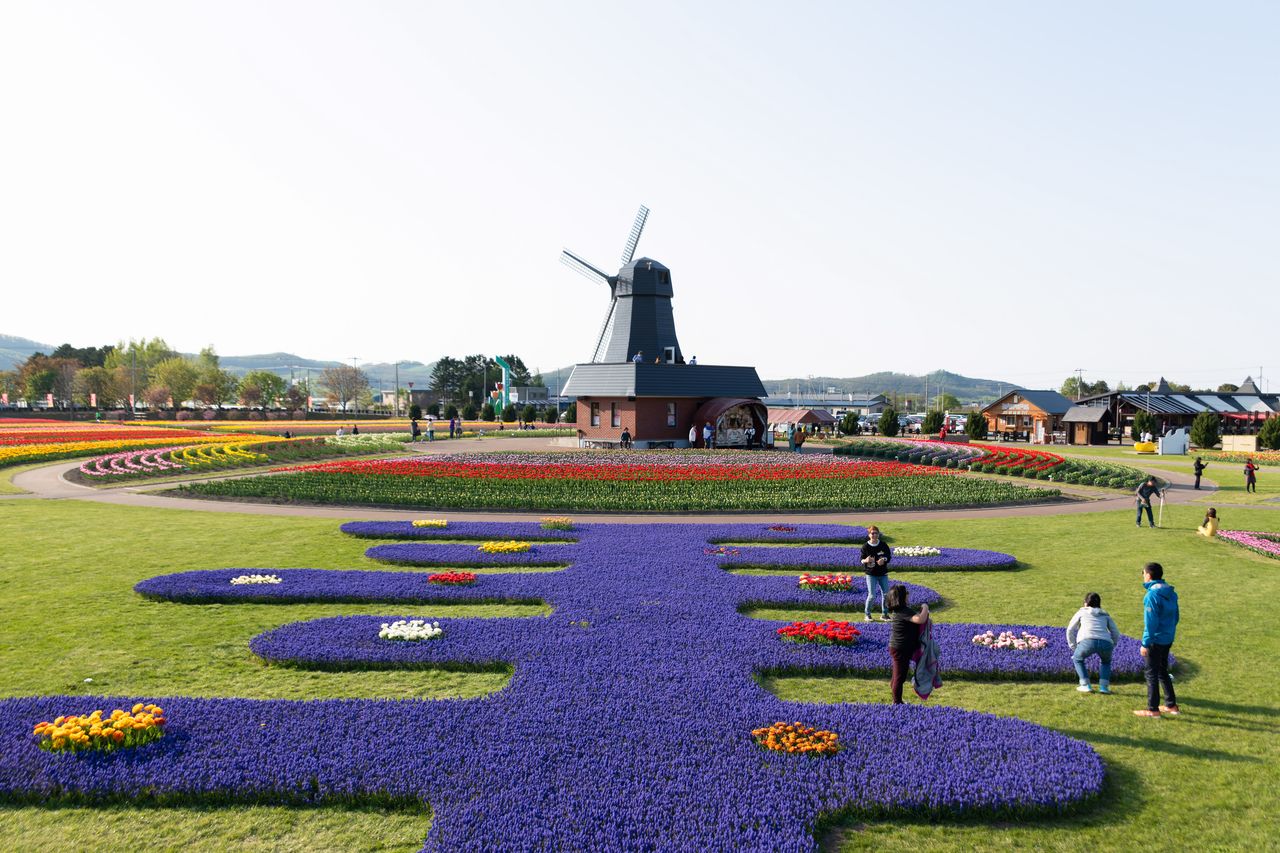 Este parterre esculpido está coloreado con tulipanes y flores muscari de color violeta.