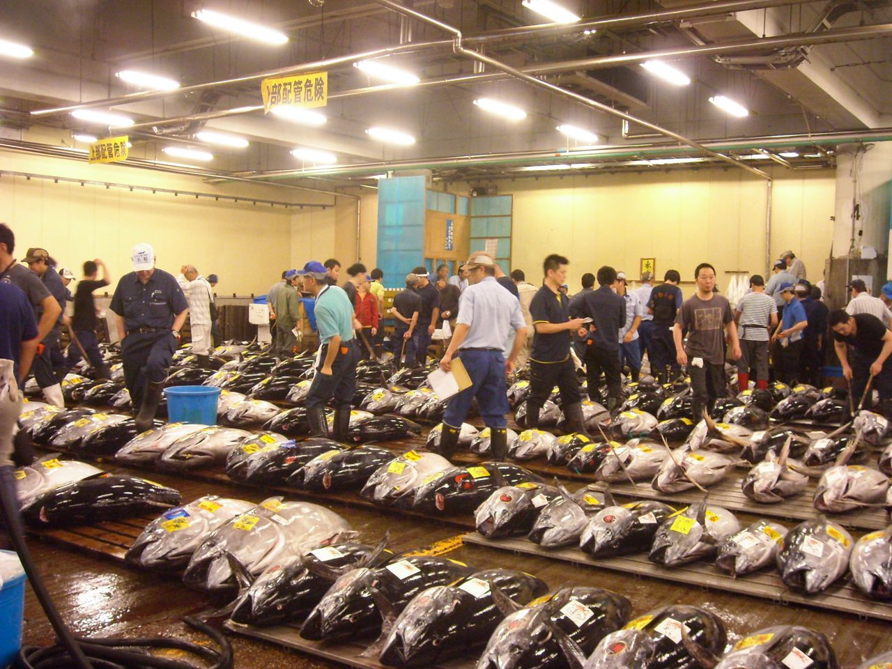 Subasta del atún en el antiguo mercado de Tsukiji. Desde la época de la burbuja, ha ido disminuyendo la cantidad de ejemplares que entran en la lonja.