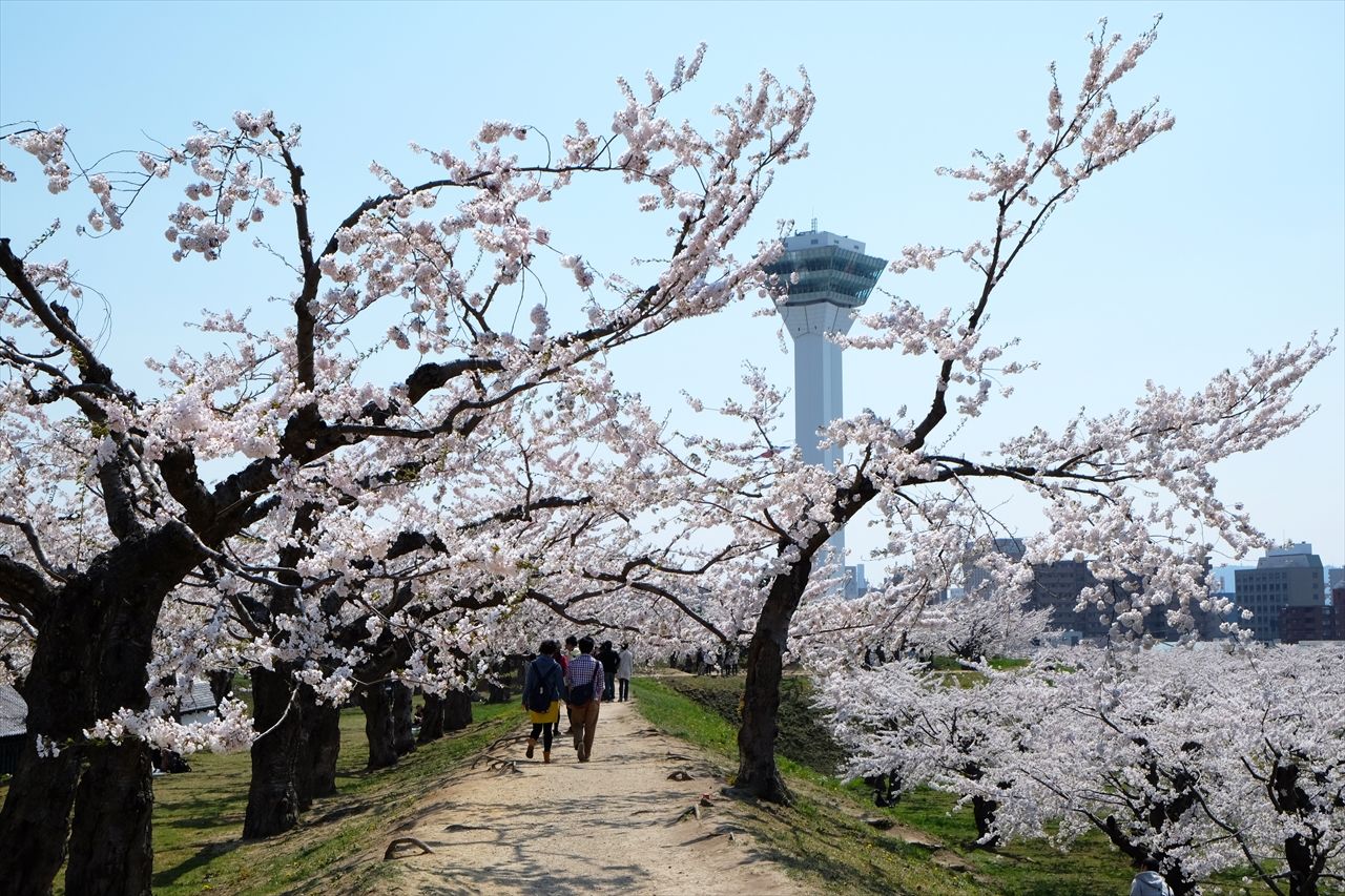 El parque Goryōkaku, famoso por sus cerezos en flor.