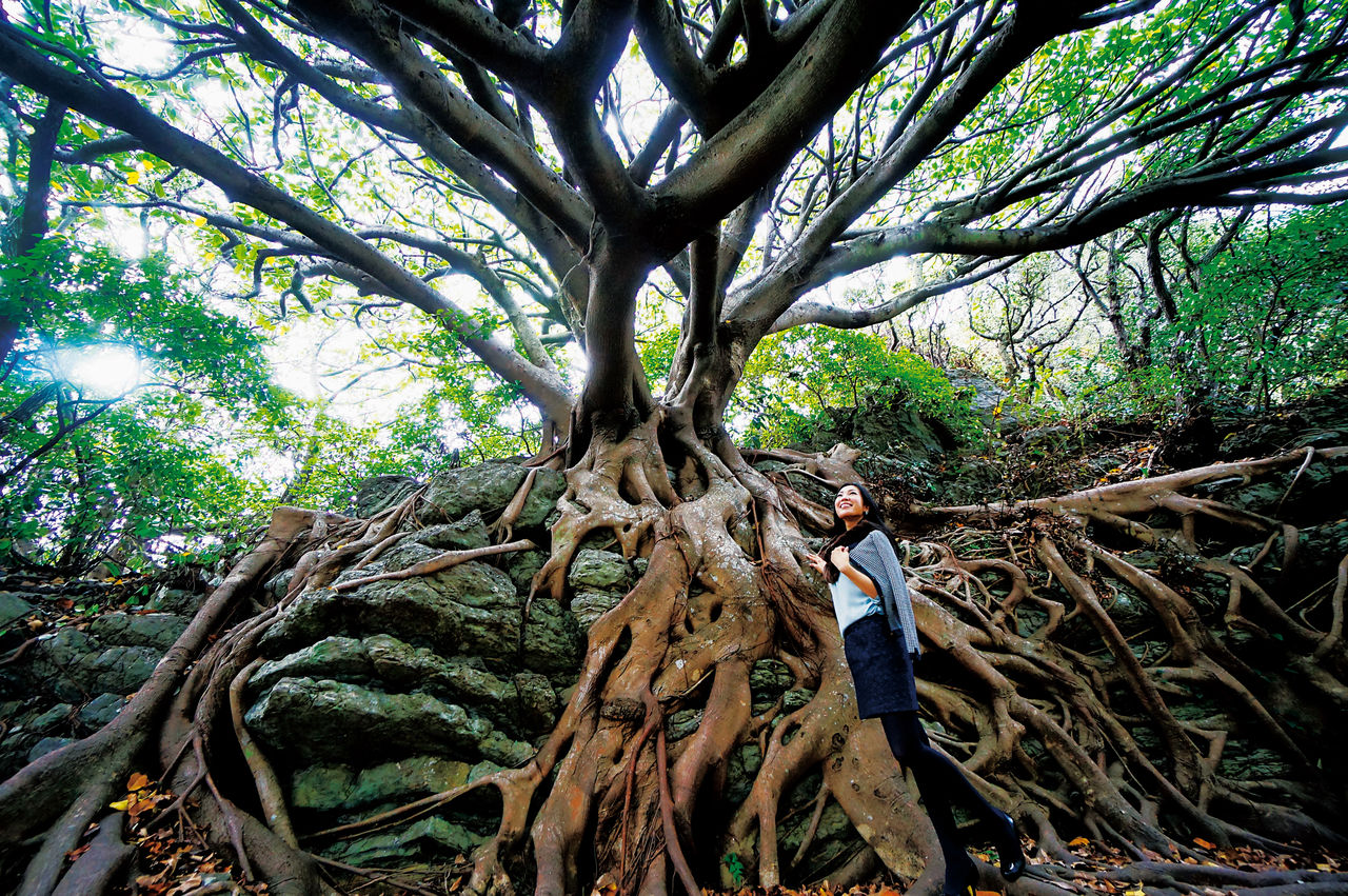 Un akō, una higuera caducifolia, en los terrenos del Geoparque Global de la UNESCO en Muroto.