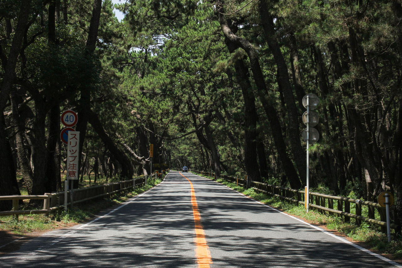 La carretera flanqueada por árboles que cruza Nijinomatsubara.