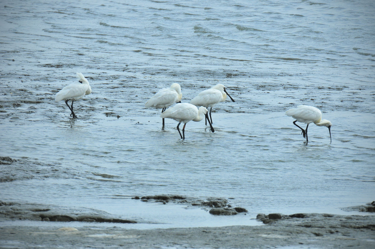 Numerosas aves acuáticas frecuentan la marisma del mar de Ariake.