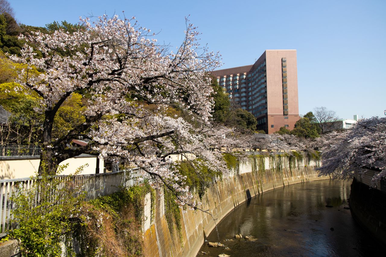 Vista del hotel y el río Kanda con los cerezos en flor, una versión invertida de la imagen que pintó Utagawa.