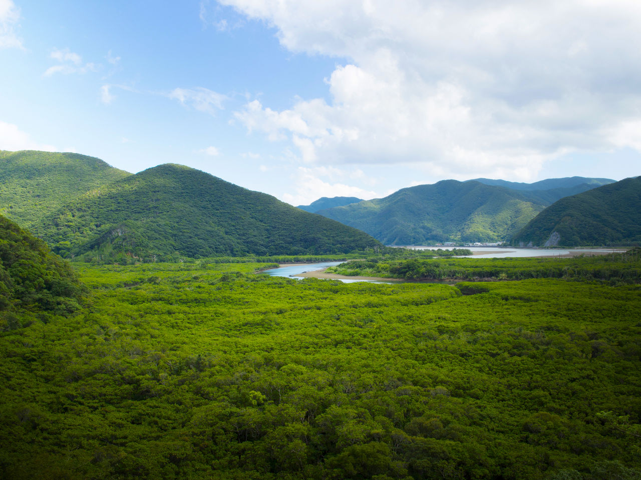 El bosque de manglar se extiende en el estuario donde confluyen los ríos Sumiyō y Yakugachi.