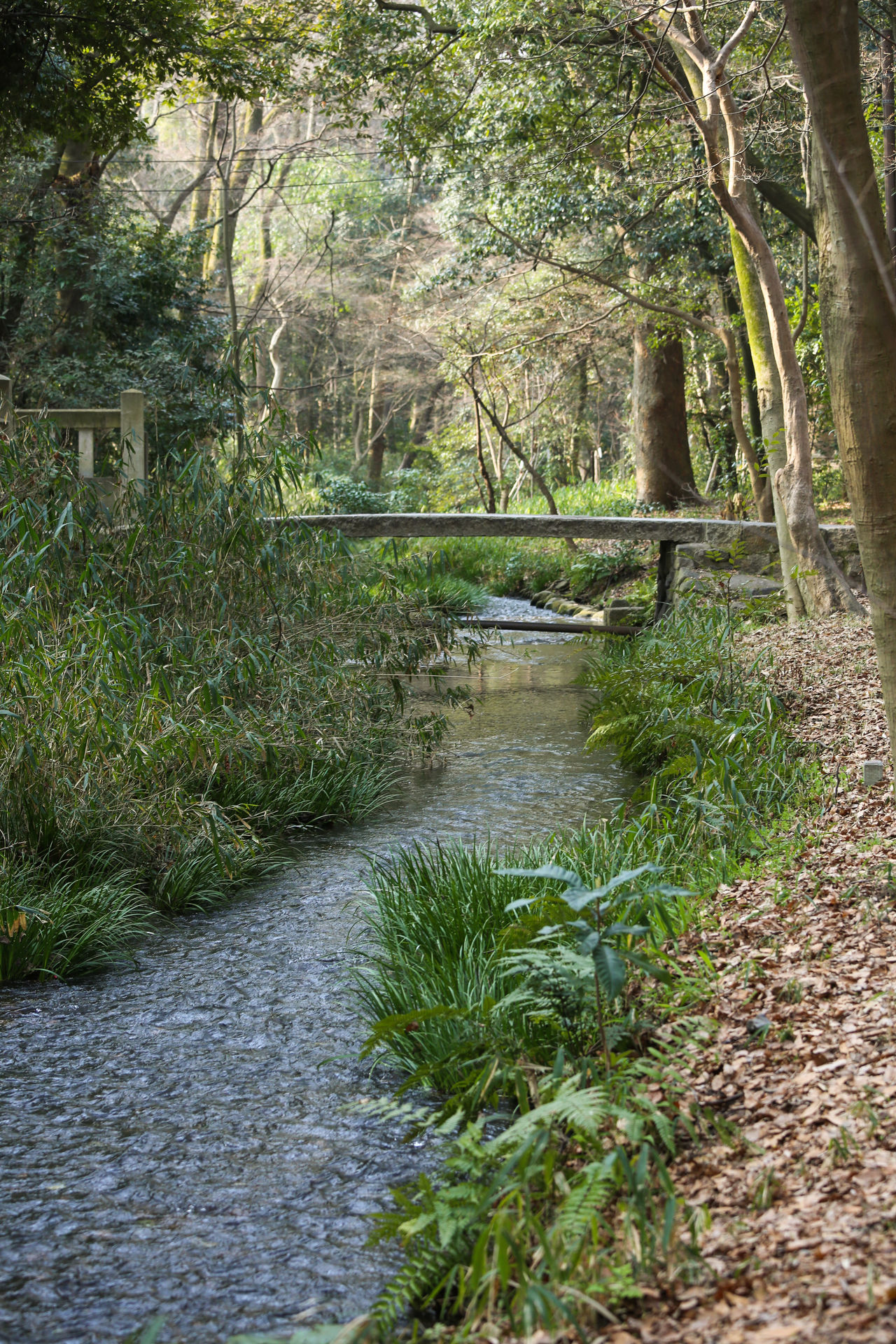Río Izumi, dentro del santuario Shimogamo.