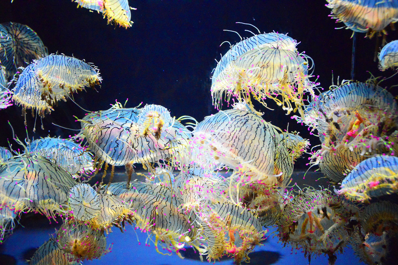 Medusas sombrero de flores (Olindias formosus) en la exhibición del acuario. 
