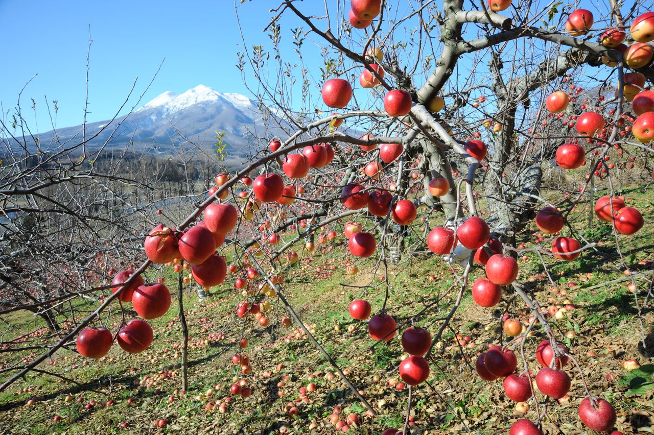 Un huerto de manzanas con el monte Iwaki de fondo. (© Pixta)