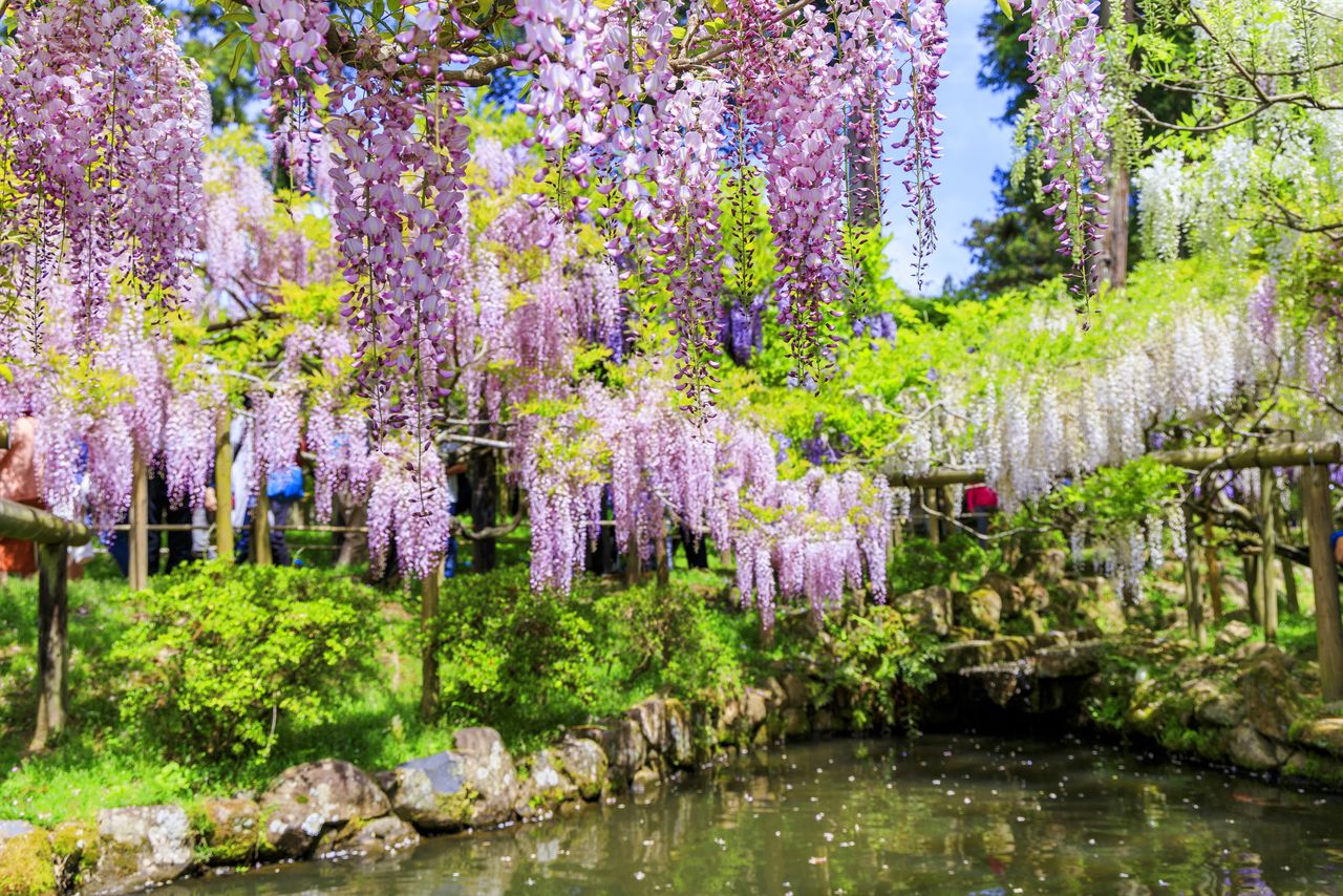 El jardín de glicinas del Manyō Shokubustu-en. A diferencia de los estantes con glicinas colgantes, aquí se pueden observar a la altura de los ojos. La mejor temporada para disfrutarlas es de fines de abril a principios de mayo. (Fotografía: PIXTA)