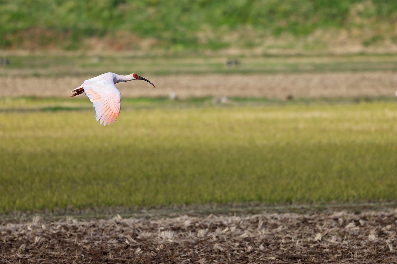 Un ibis crestado volando. (© Pixta)