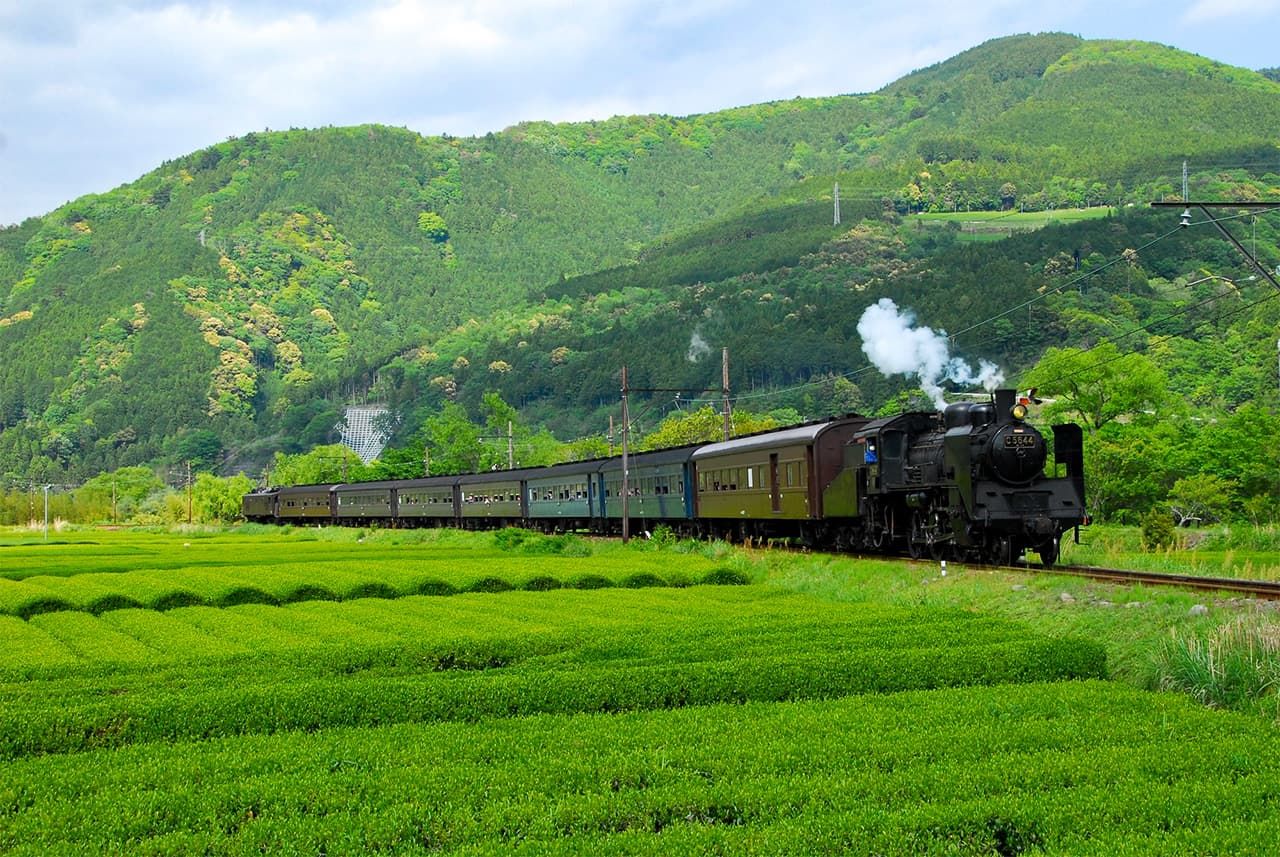 Una locomotora de vapor del ferrocarril Ōigawa atraviesa una plantación de té. (© Pixta)