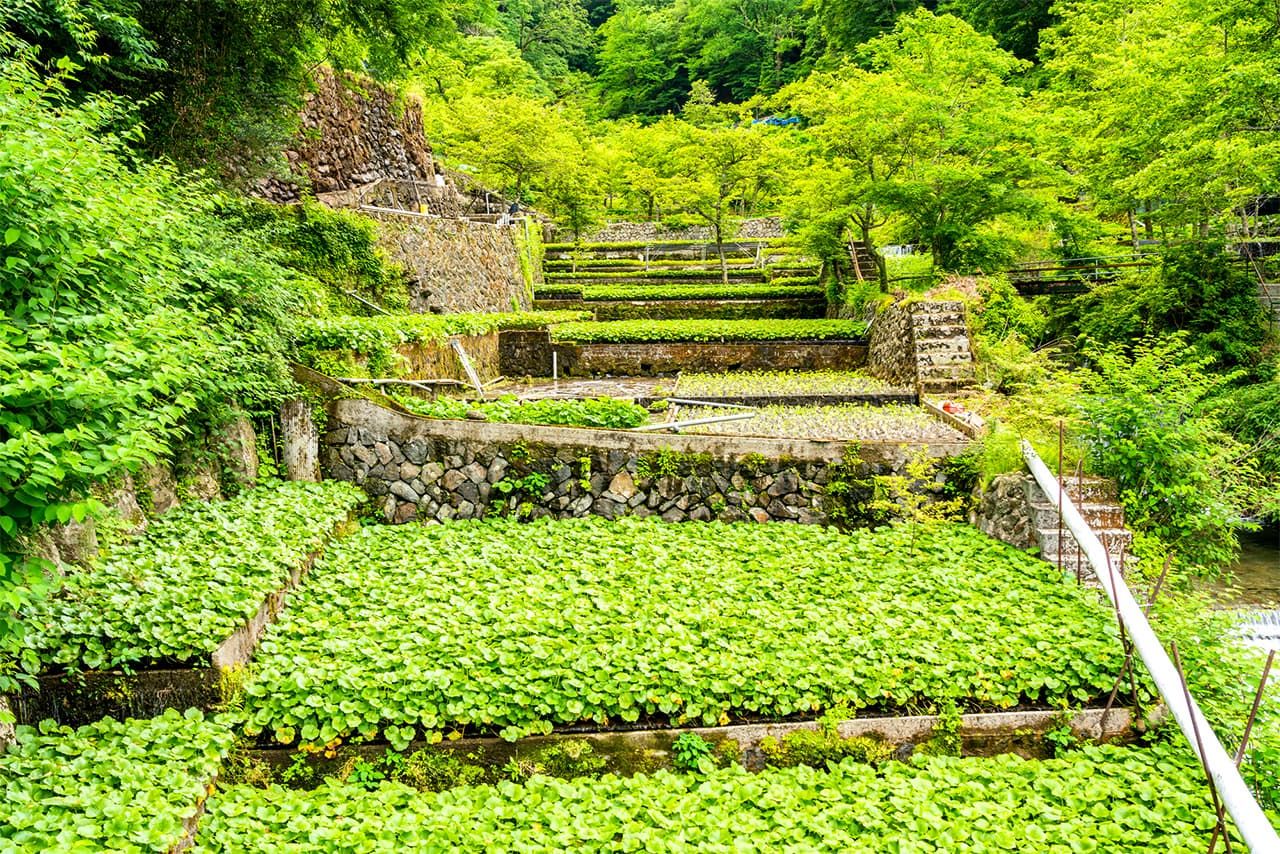 Campos de plantas de wasabi en terrazas sobre una colina. Los numerosos valles de Shizuoka y su agua abundante la convierten en un lugar ideal para el cultivo de este ingrediente que se utiliza para sazonar desde el sushi hasta los snacks de patata. (© Pixta)