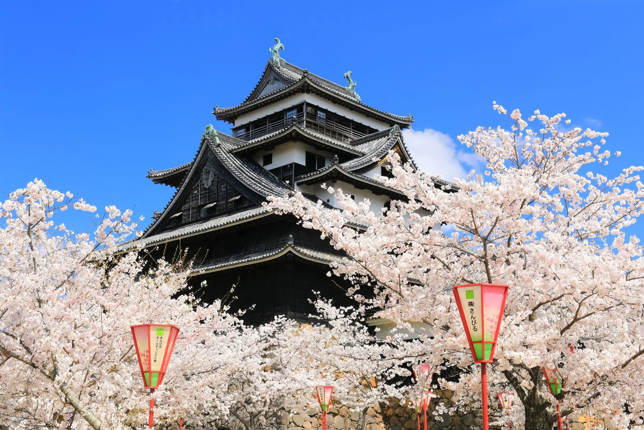 El castillo de Matsue rodeado de cerezos en flor. (© Pixta)