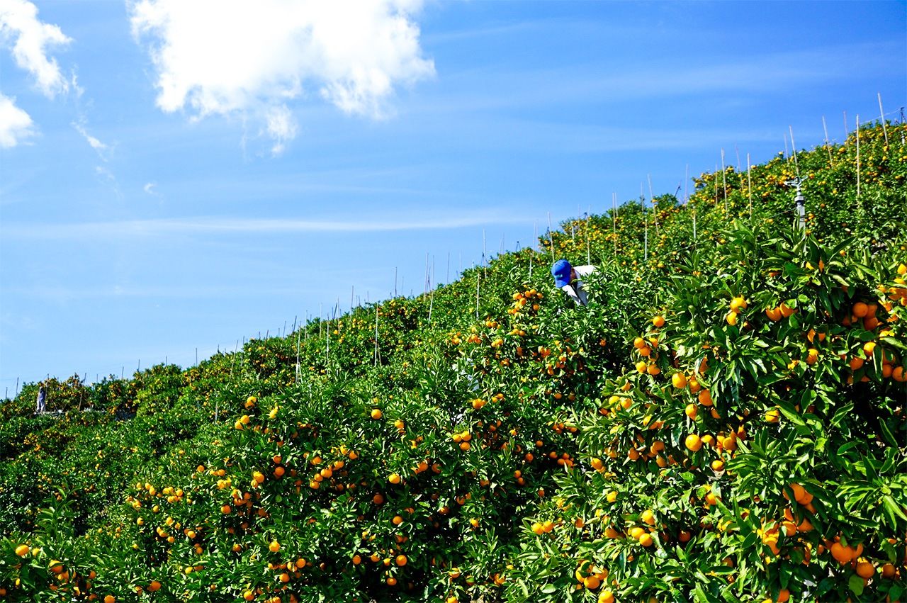 Los huertos de cítricos forman parte del paisaje de Ehime. (© Pixta)