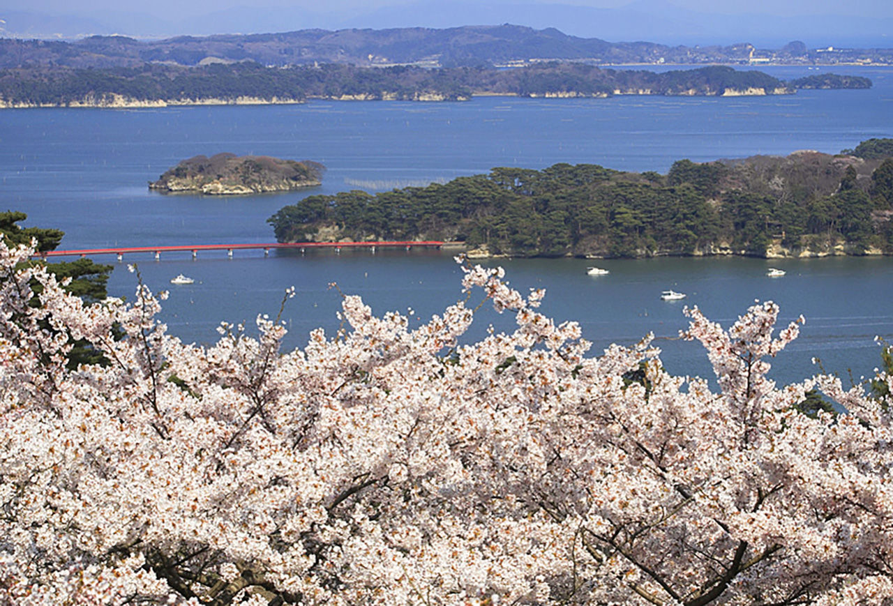 El parque Saigyō Modoshi no Matsu es el mejor lugar para contemplar los cerezos en flor en Matsushima durante la primavera. (Fotografía cortesía de la Asociación de Turismo de Matsushima) 