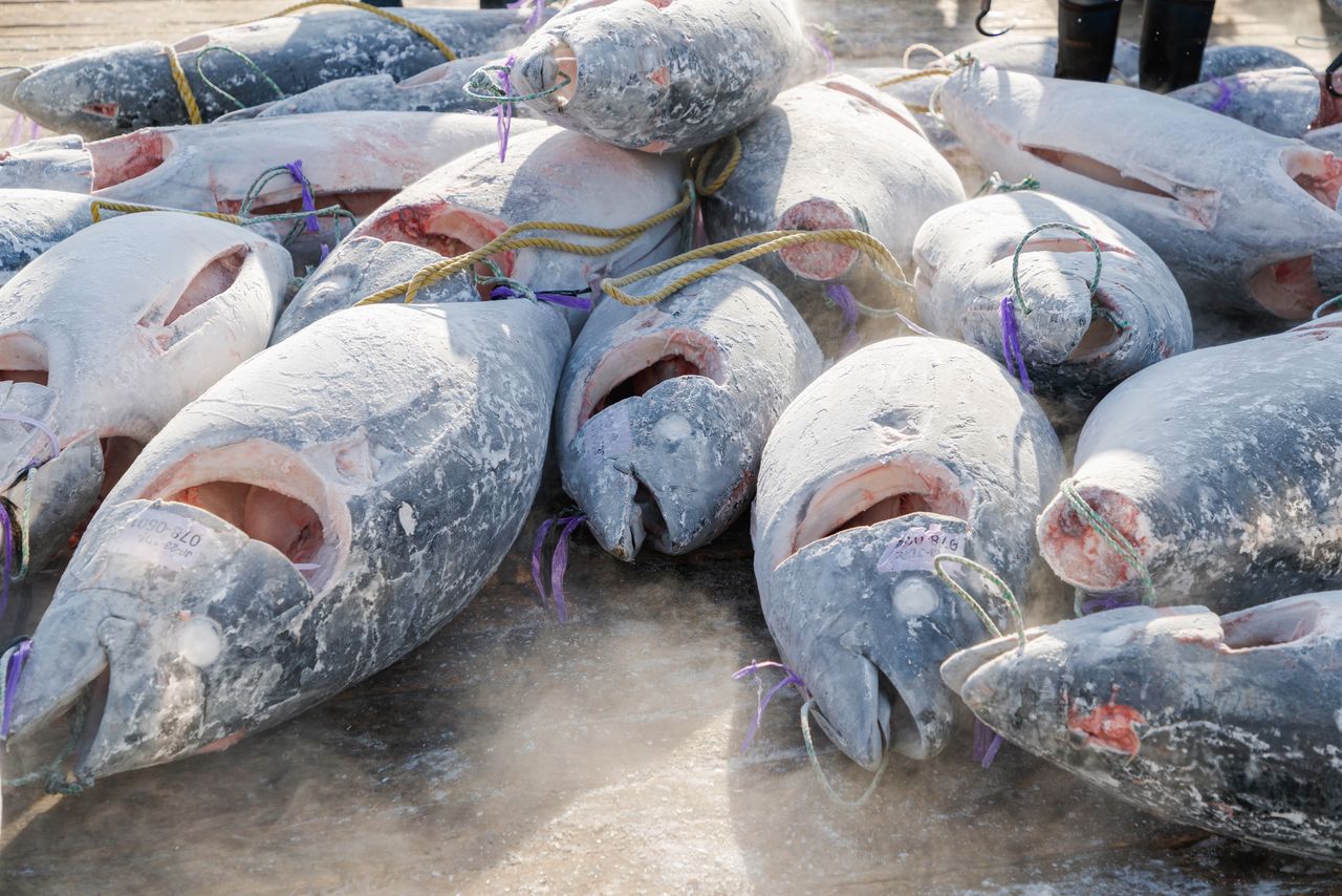 Descarga de atún rojo del sur en el puerto de Shimizu, en la prefectura de Shizuoka. (Cortesía de Marushin Shōten)