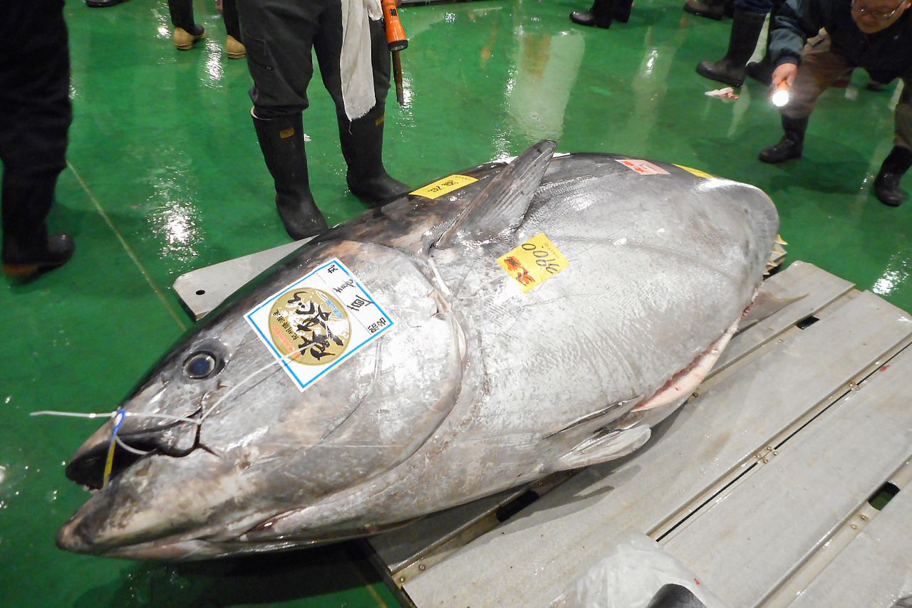 Un atún fresco capturado en el principal puerto de maguro de Japón, Katsuura, en la prefectura de Wakayama, subastado en Toyosu. (Cortesía del personal del mercado de Toyosu)