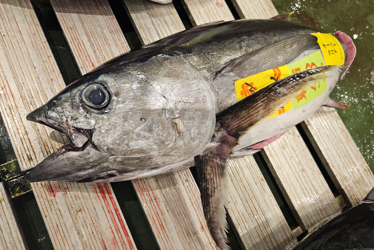 Patudo capturado en Australia. (Cortesía del personal del mercado de Toyosu)