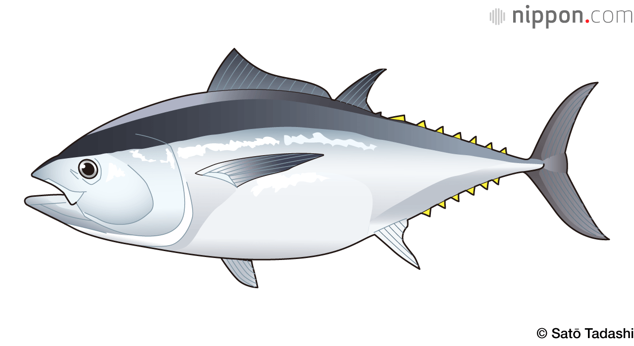 El atún rojo del sur alcanza unos 2 metros y unos 100 kilogramos.
