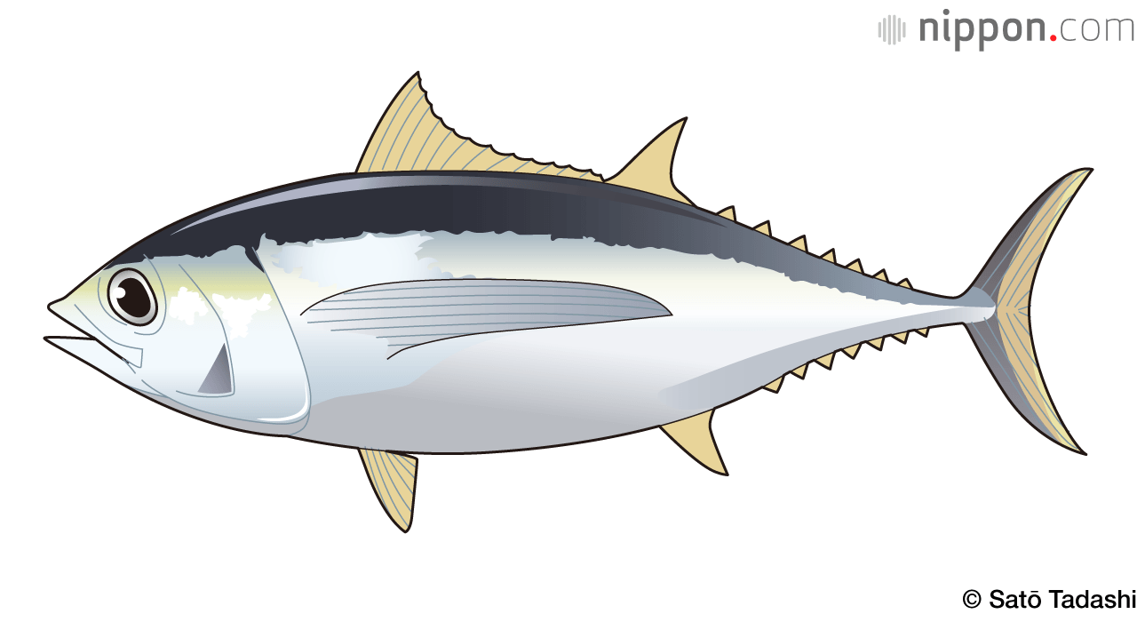 El patudo puede alcanzar los 2 metros y superar los 120 kilogramos.