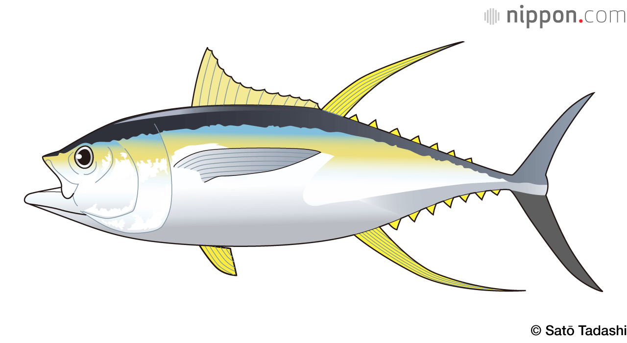El atún de aleta amarilla, marcado previsiblemente por la coloración amarilla de sus aletas, puede crecer hasta casi 2 metros y pesar entre 70 y 80 kilogramos.