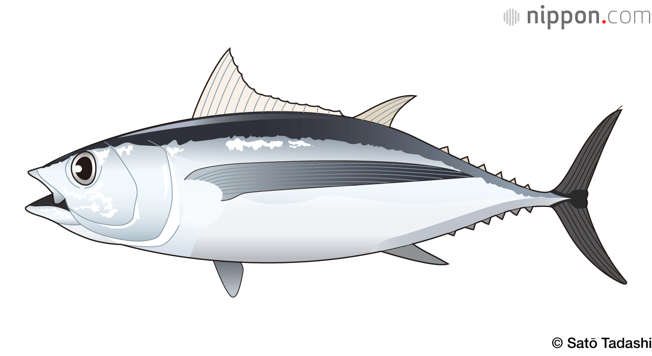 El atún de aleta larga, con sus largas aletas pectorales, llega a medir algo más de 1 metro y suele pesar unos 40 kilogramos.