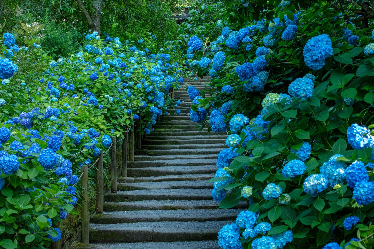 Escaleras de piedra teñidas de azul por las himeajisai (Hydrangea serrata var. yesoensis forma cuspidata), unas hortensias cuya forma recuerda a las pelotas tradicionales kemari.