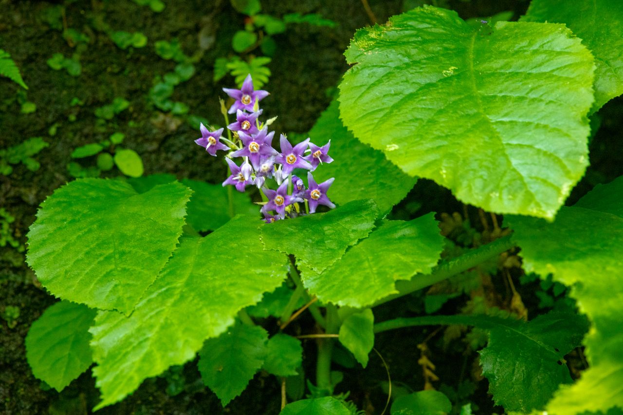 Animamos a buscar las iwatabako (Conandron ramondioides) que florecen escondidas entre las rocas.