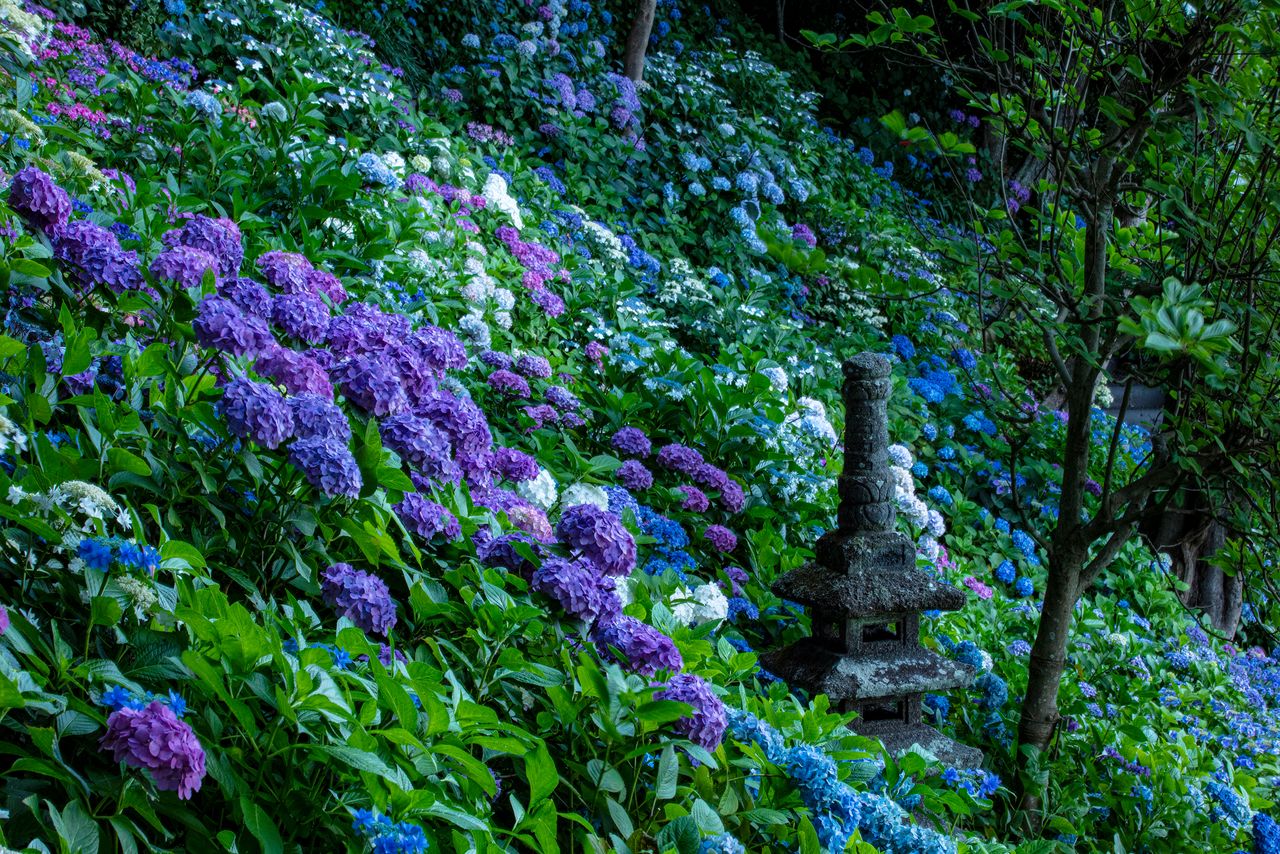 El camino de las Hortensias, una pendiente del templo Hase en la que florecen unas 2.500 plantas. Es necesario comprar una entrada aparte.