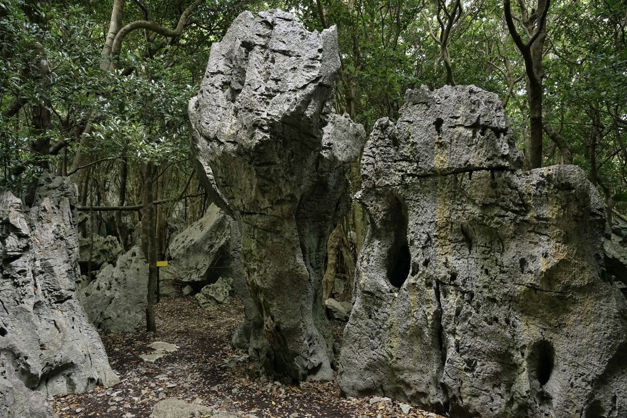 Las numerosas rocas gigantes parecen criaturas vivientes. (Fotografía: Ōsaka Hiroshi)