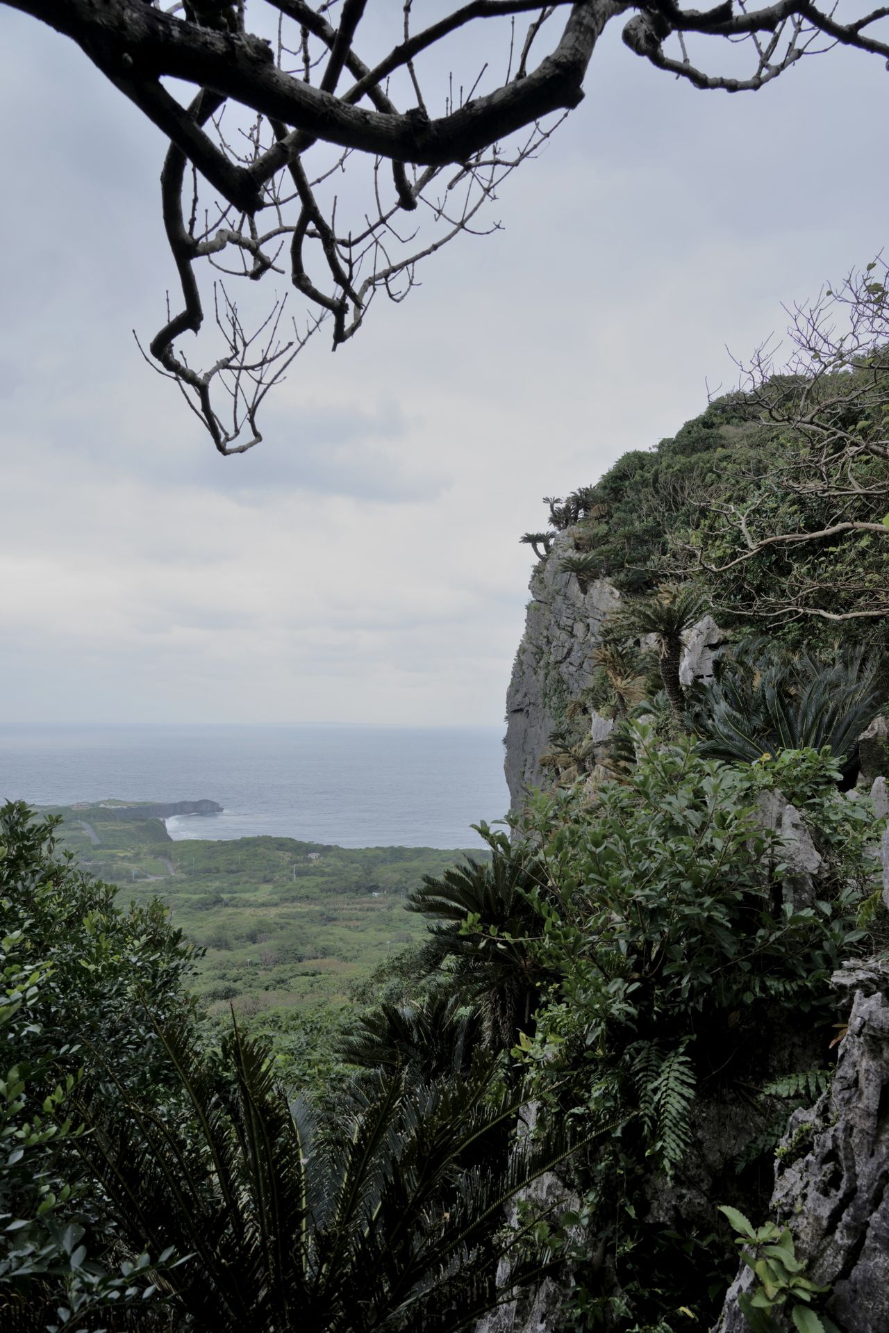 Más allá de la espesura del bosque se ve el cabo Hedo, el punto más septentrional de la isla principal de Okinawa. (Fotografía: Ōsaka Hiroshi)