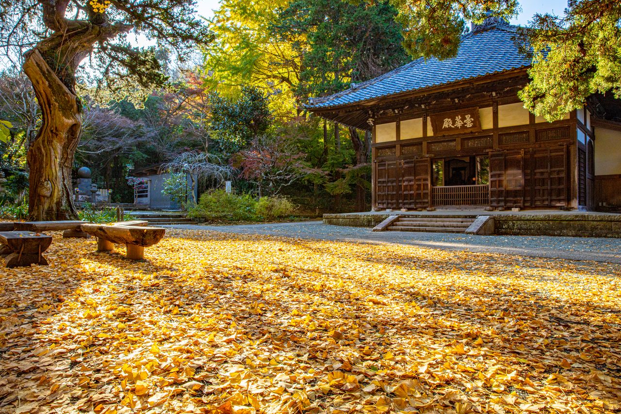 Manto de hojas de ginkgo frente al pabellón principal del templo Jōchi.