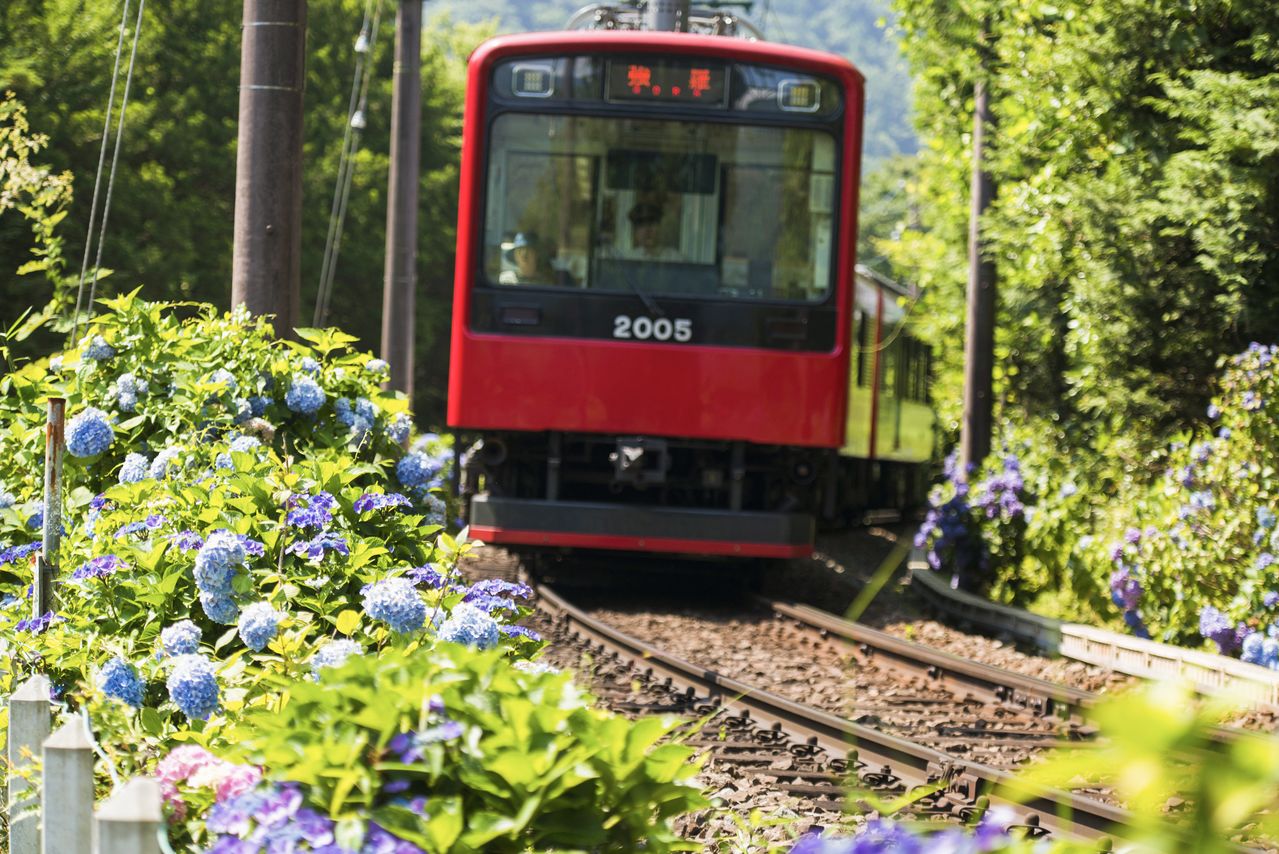 El ferrocarril de Hakone Tozan circulando entre las hortensias. Este tren “de las hortensias” no ha ofrecido sus servicios en el año 2020. (Fotografía de Kodera Kei tomada en julio de 2017)