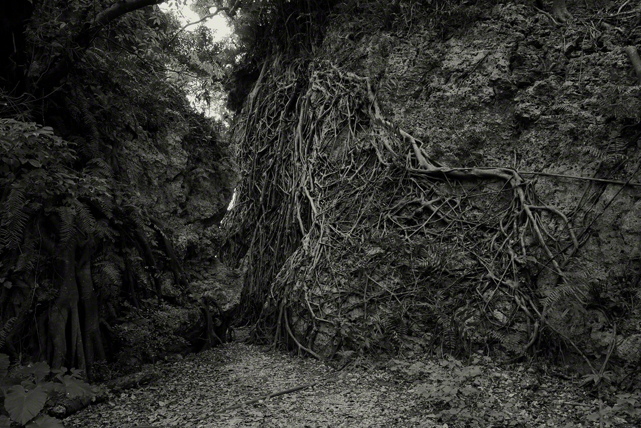 En el bosque donde reposa Hamagawa Utaki, los árboles extienden sus raíces sobre los peñascos. Fotografía: Ōsaka Hiroshi.