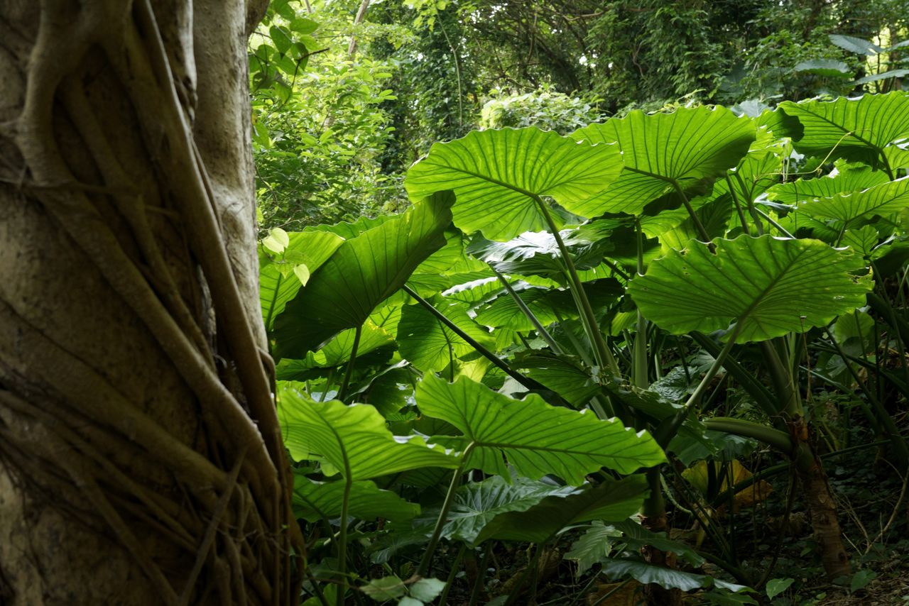 El camino que conduce desde la explanada del castillo a Wakarijī está cubierto de sureños árboles tropicales. (Fotografía: Ōsaka Hiroshi)