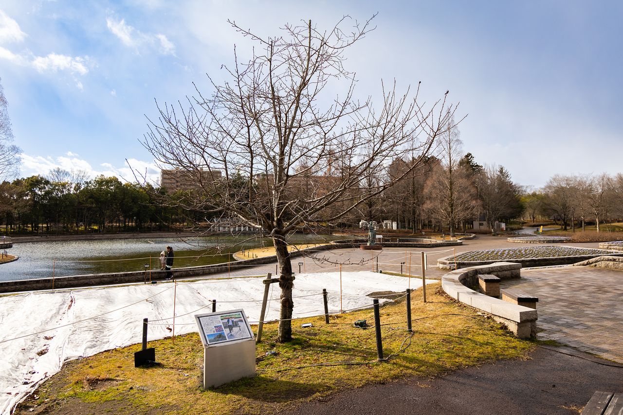 El cerezo “Yuzu zakura” (centro) en el parque Nanakita que Hanyū visitó en repetidas ocasiones en eventos escolares. (Redacción de nippon.com)